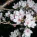 Pict0014